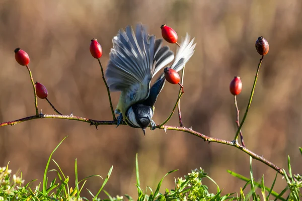 Kohlmeise — Stockfoto