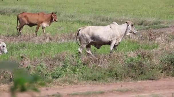 taureau thaïlandais 