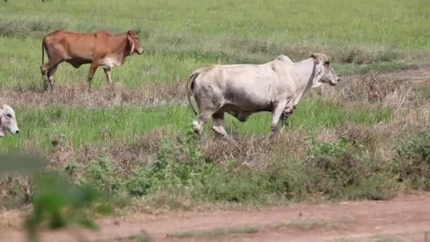 Thailändska bull — Stockvideo