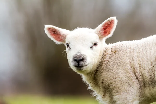 Lammkött — Stockfoto