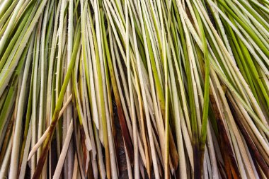 Chrysopogon zizanioides