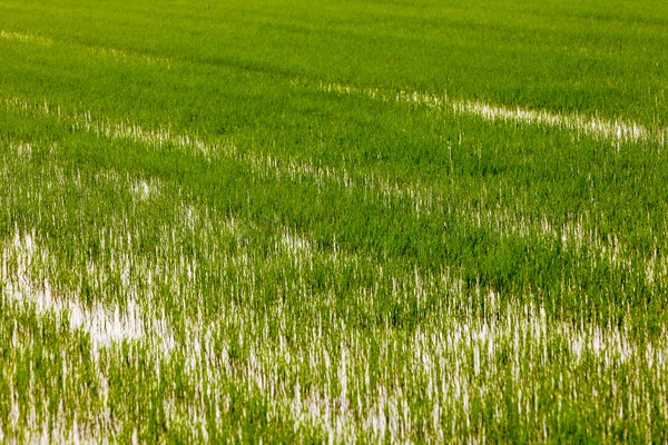 Campo di riso — Foto Stock