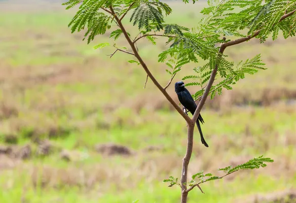 Black Drongo — Stock Photo, Image