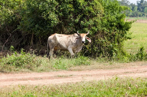 Vacca della Thailandia — Foto Stock