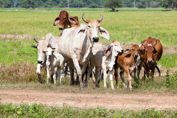 Vache de Thaïlande — Photo