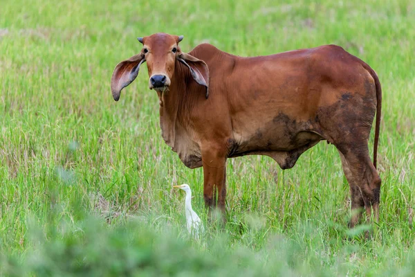 Une vache et une aigrette intermédiaire — Photo