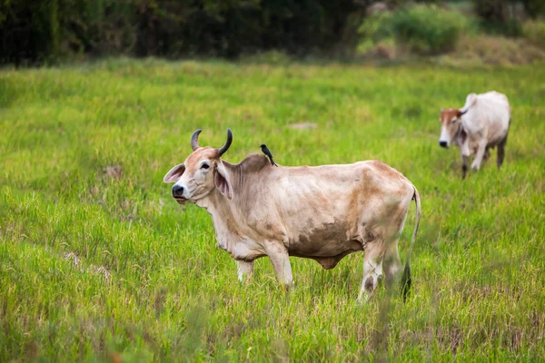 一头母牛和黑卷尾 — 图库照片