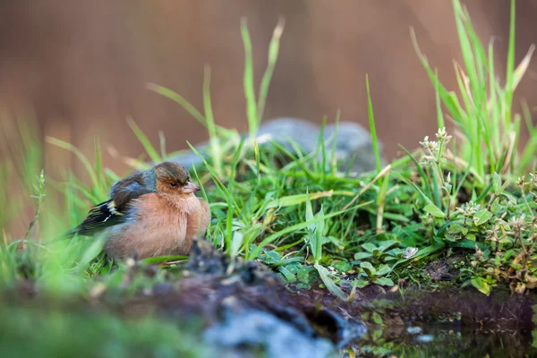 Finch... — Fotografia de Stock