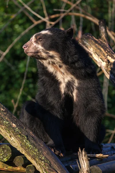 Urso espetacular — Fotografia de Stock