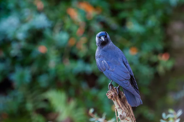 Raven — Stock Photo, Image