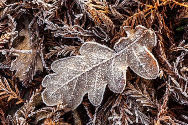 Frozen leaf — Stock Photo, Image