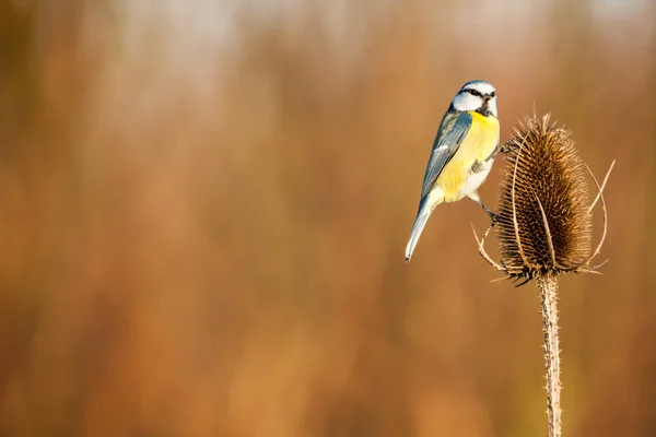 Blaumeise — Stockfoto