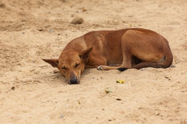 köpek uyurken