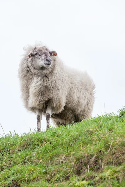 Sheep — Stock Photo, Image