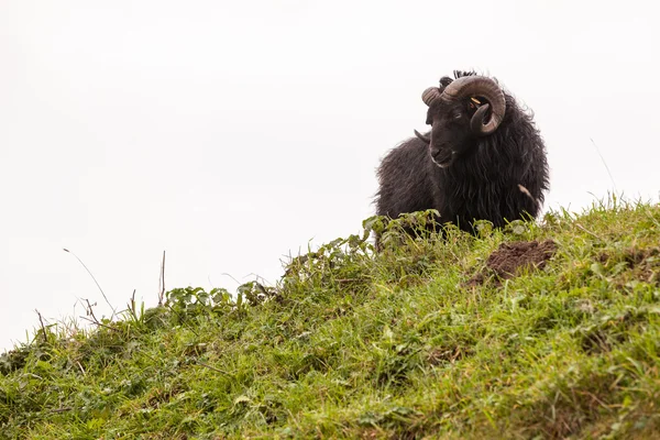 Sheep — Stock Photo, Image