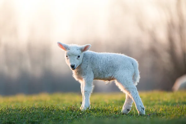 Young lamb — Stock Photo, Image