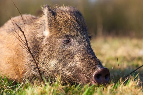 Wildschweine — Stockfoto