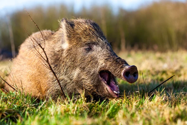 Wildschweine — Stockfoto