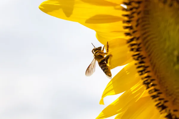 Ayçiçeği whit arı — Stok fotoğraf