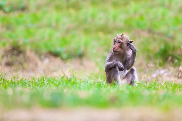 Apor i thailand — Stockfoto