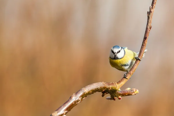 Blue tit — Stock Photo, Image