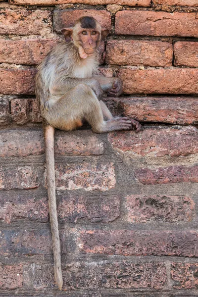 Monos de Tailandia — Foto de Stock