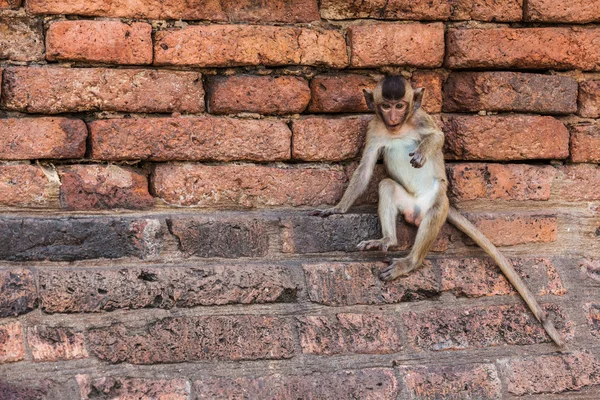 Monkeys of Thailand — Stock Photo, Image
