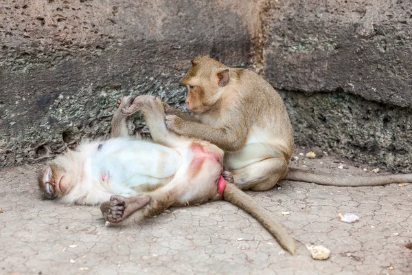 タイのサル — ストック写真