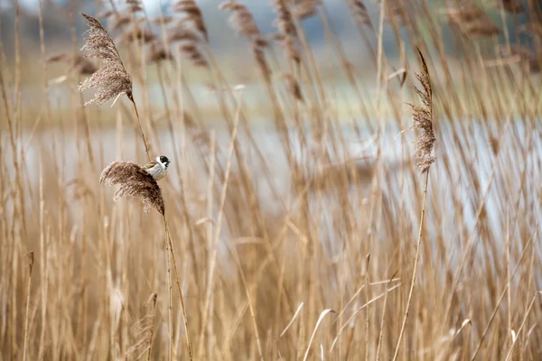 Reed Bunting comune — Foto Stock