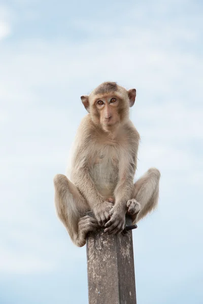 Thailändische Affen — Stockfoto