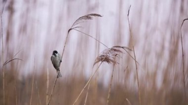 ortak reed kiraz kuşu