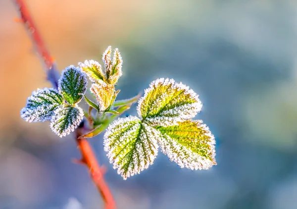 Frozen leaf — Stock Photo, Image