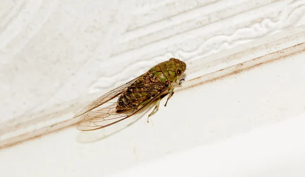 Cigarras — Foto de Stock