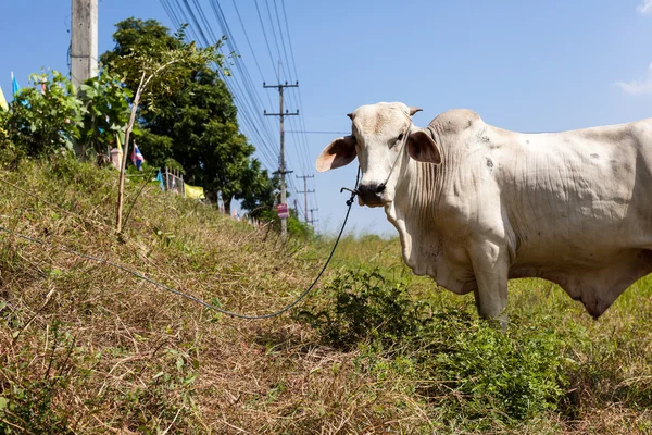 Toro — Foto Stock