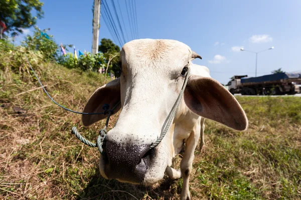 Toro — Foto Stock