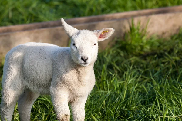 Lamb — Stock Photo, Image