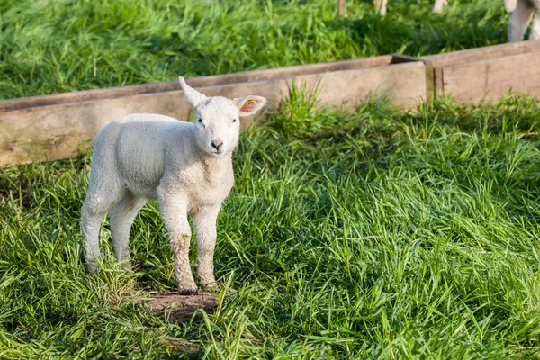 Lamm — Stockfoto