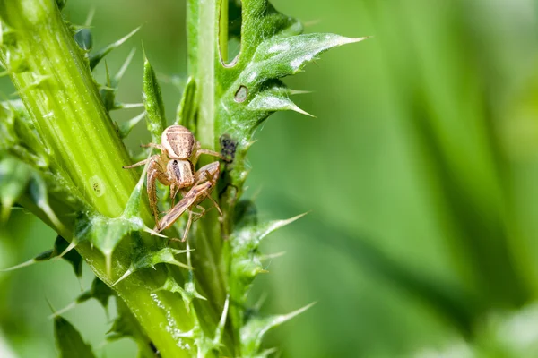 Araña y presa — Foto de Stock