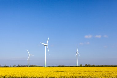 kolza tohumu whit yel değirmeni