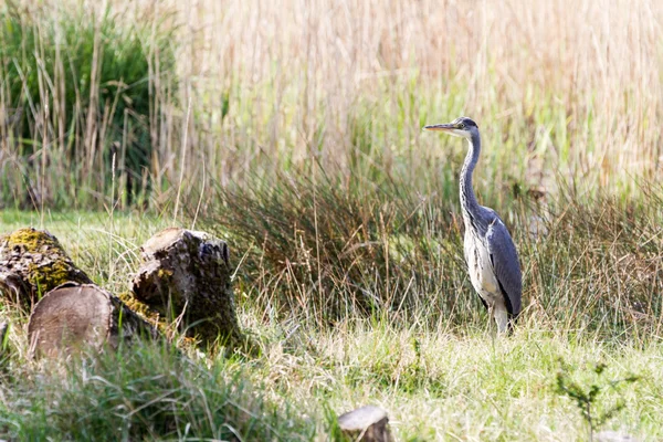 Heron — Stock Photo, Image