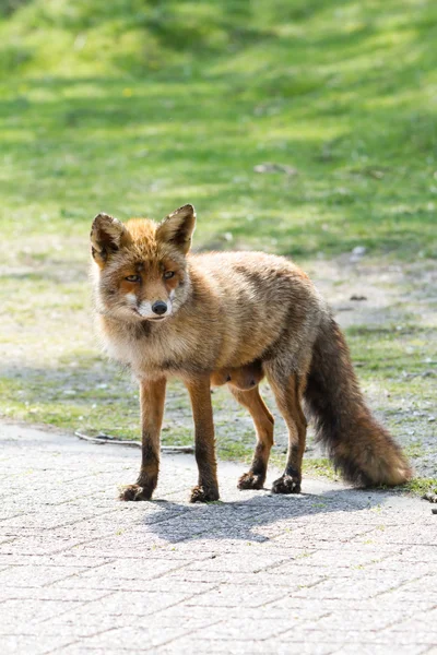 Cabeza de Fox — Foto de Stock