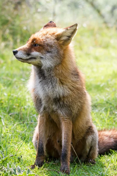 Fox hlava — Stock fotografie