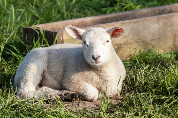 Lamb — Stock Photo, Image