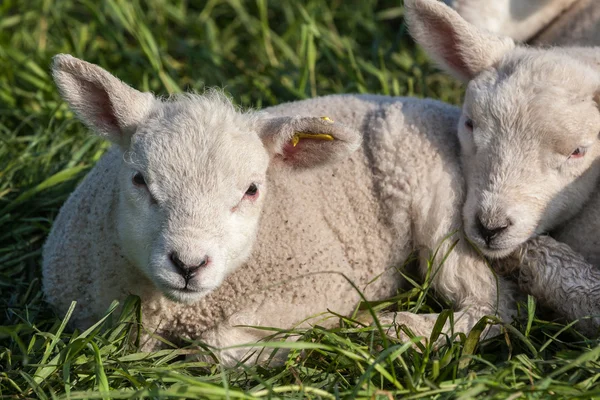 Lamm — Stockfoto