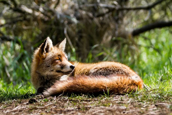 Cabeça de raposa — Fotografia de Stock