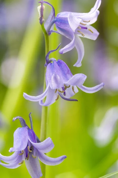 BlueBell — Foto Stock