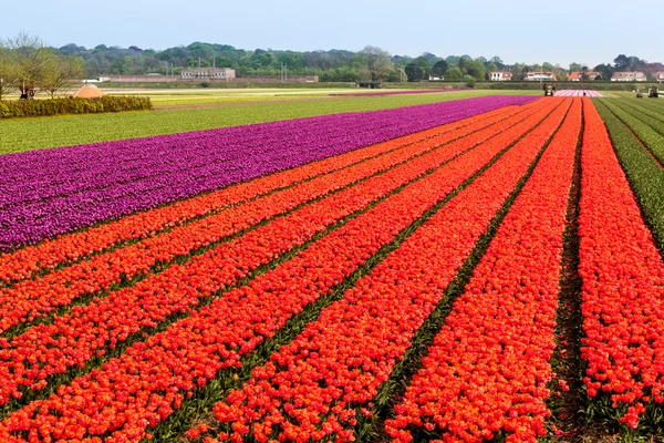 Pola tulipanów — Zdjęcie stockowe
