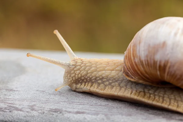 Snail — Stock Photo, Image