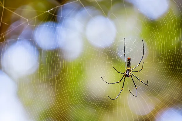 Altın ipek orb weaver — Stok fotoğraf