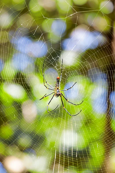 Tejedor orbe de seda dorada — Foto de Stock